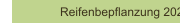 Reifenbepflanzung 2023
